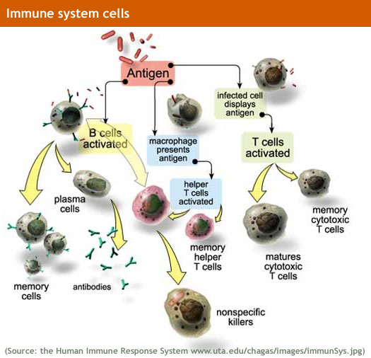 Immune System Cells Image