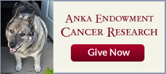 Anka Endowment for Cancer Research 
