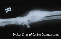 Bone Cancer in Dogs and the use of K9 Immunity™