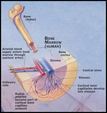 Bone Marrow Image