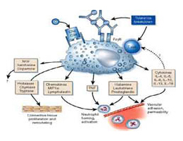 K9 Immunity™ Can Help Canine Mast Cell Tumors