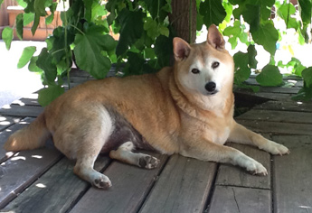 My Shiba Inu Misha – 9 months later and still going strong