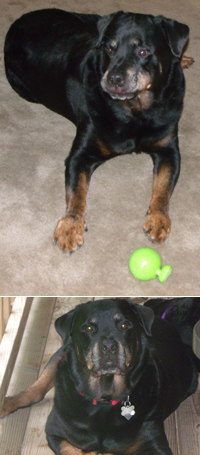 Tidus – (the Rottweiler) Short of a miracle or Divine Intervention, it must have been partly due to K-9 Immunity Plus™.